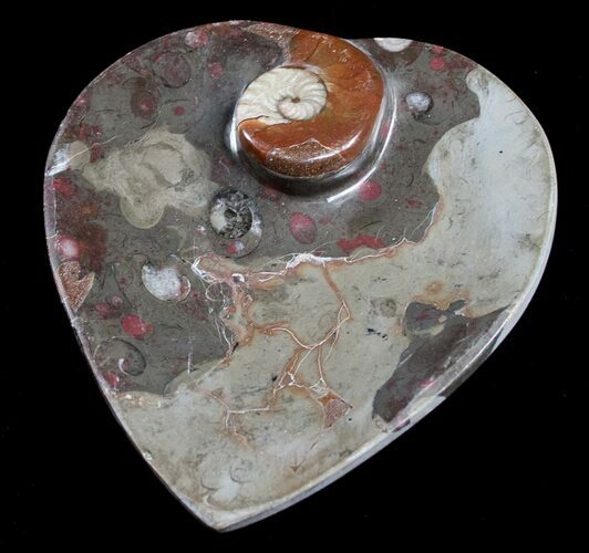 Heart Shaped Fossil Goniatite Dish #8860